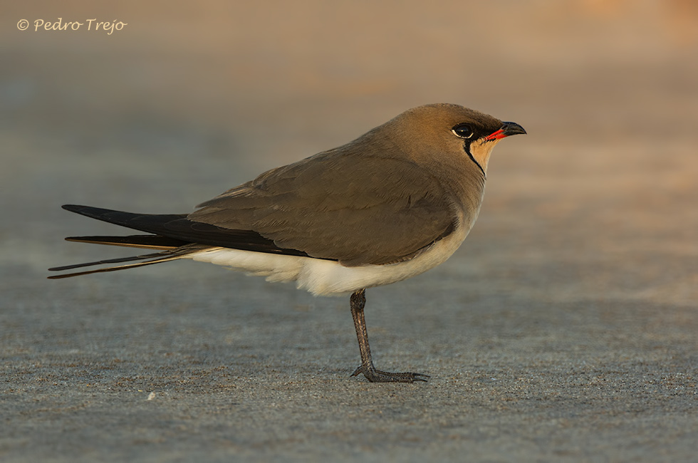 Canastera (Glareola pratincola)